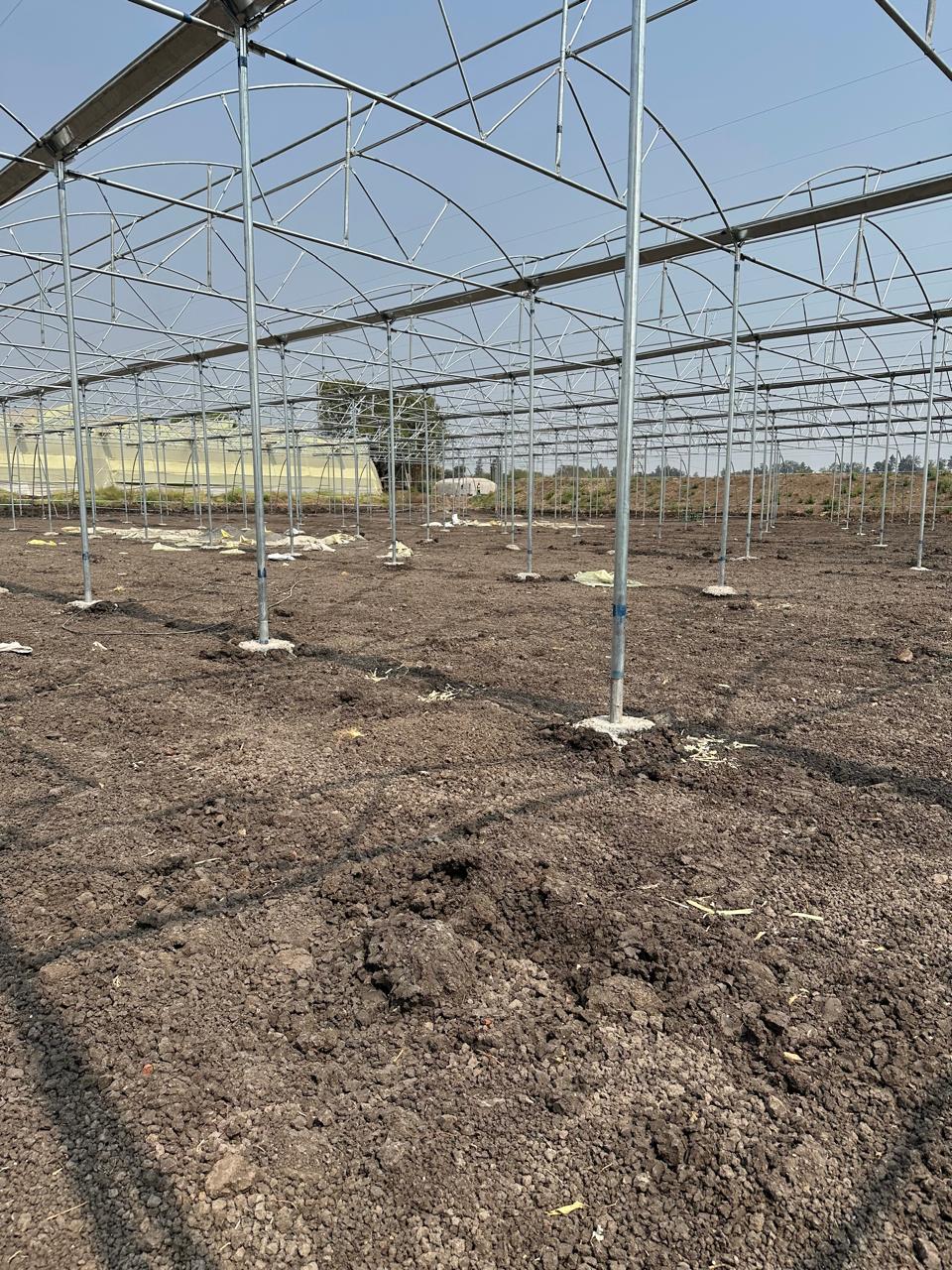 Greenhouse Project 78